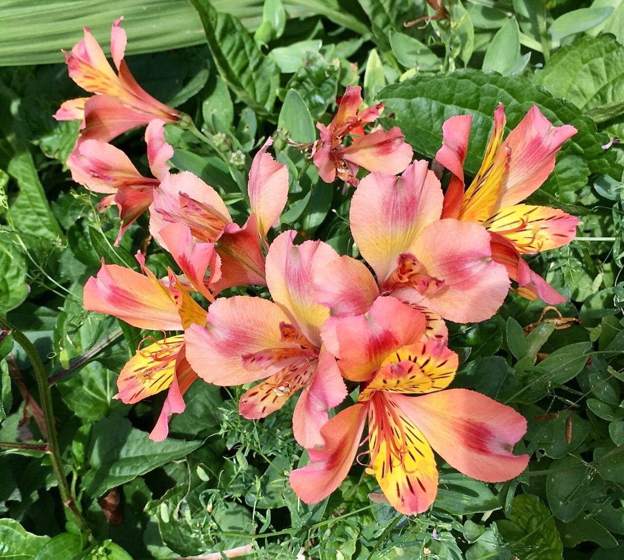 Flowers in July Tree Guide UK