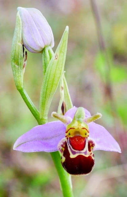 bee orchid flowers