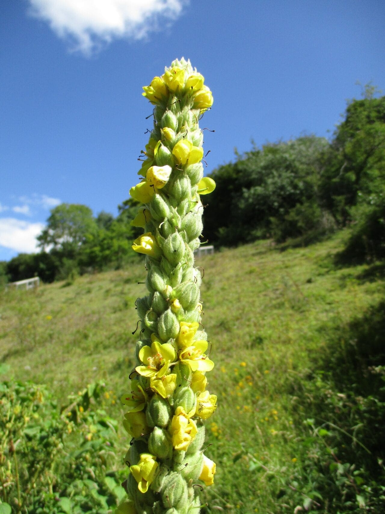 Flowers in July Tree Guide UK