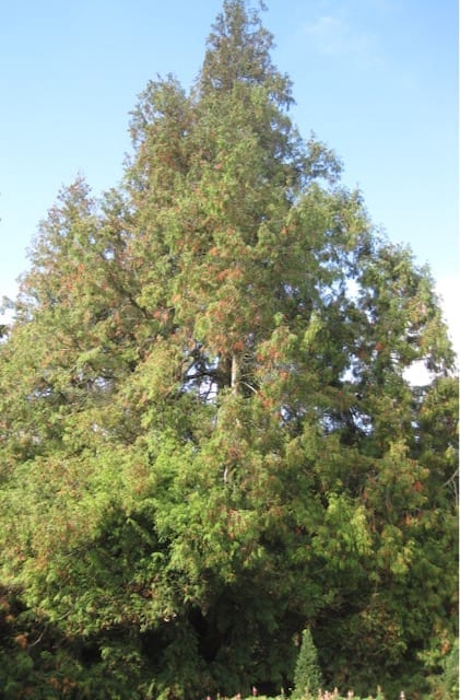 Western Red Cedars