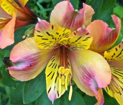 alstroemeria 'Saturne' flower