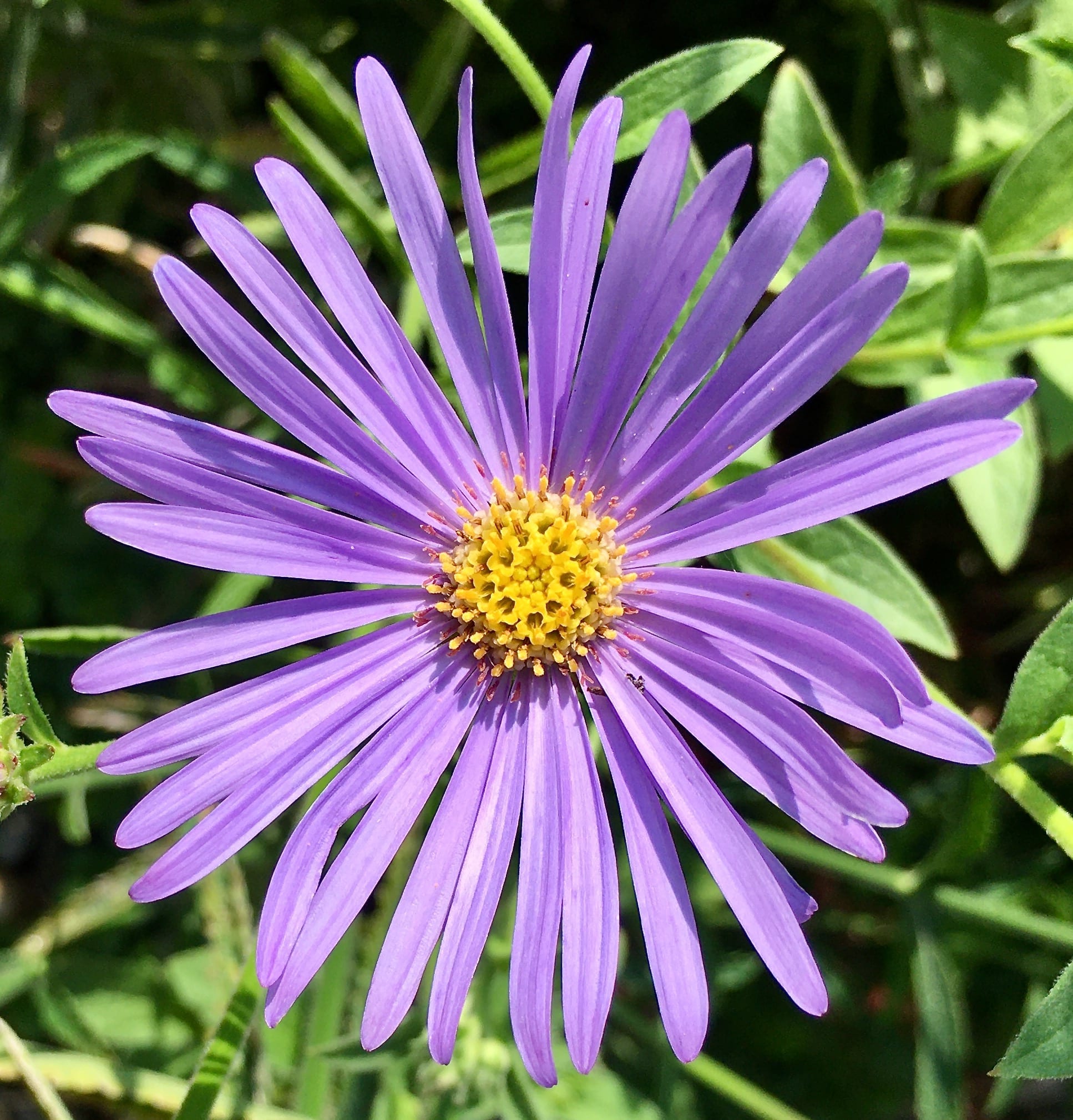 Michaelmas daisy flower
