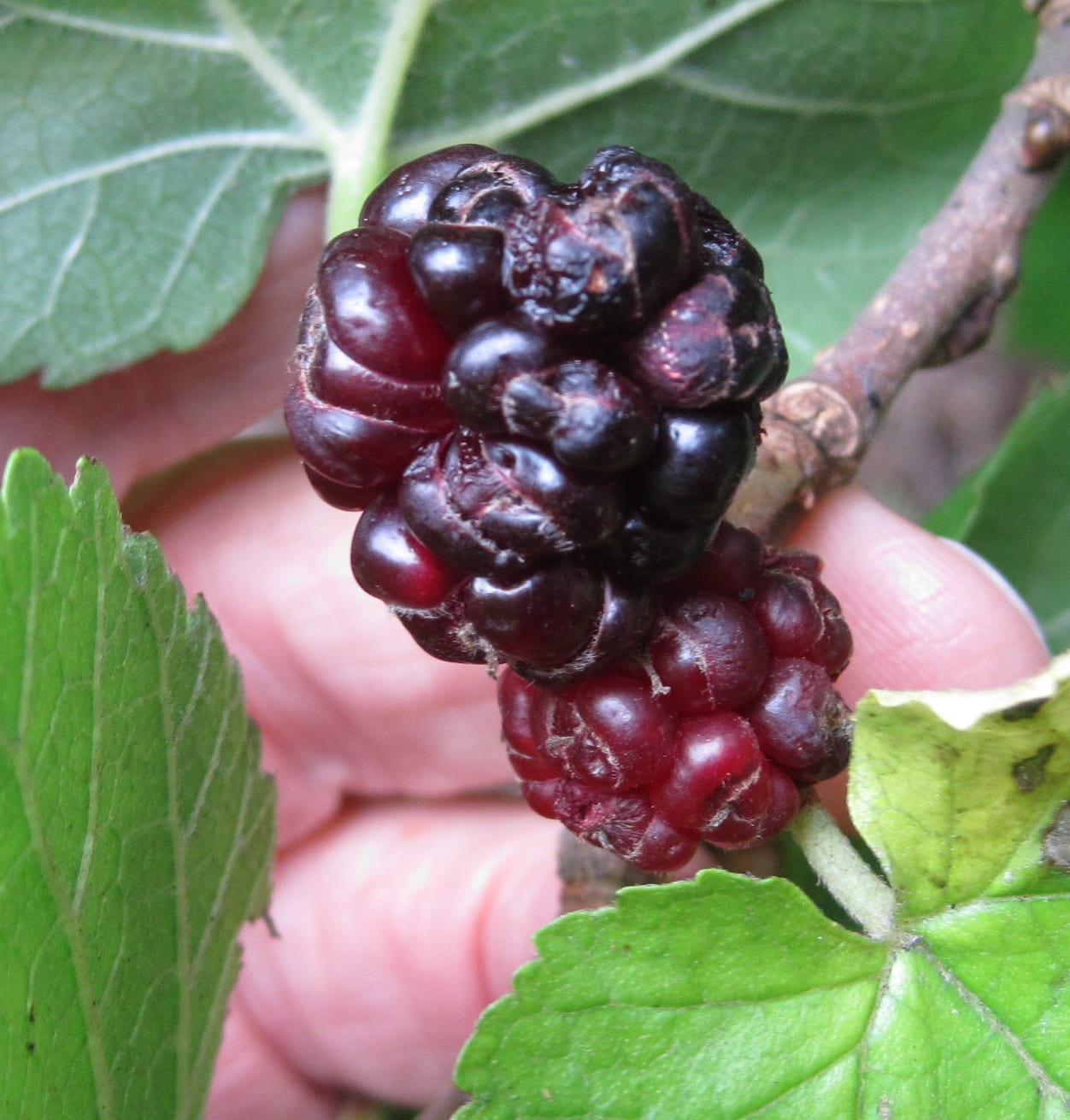 black mulberry fruit