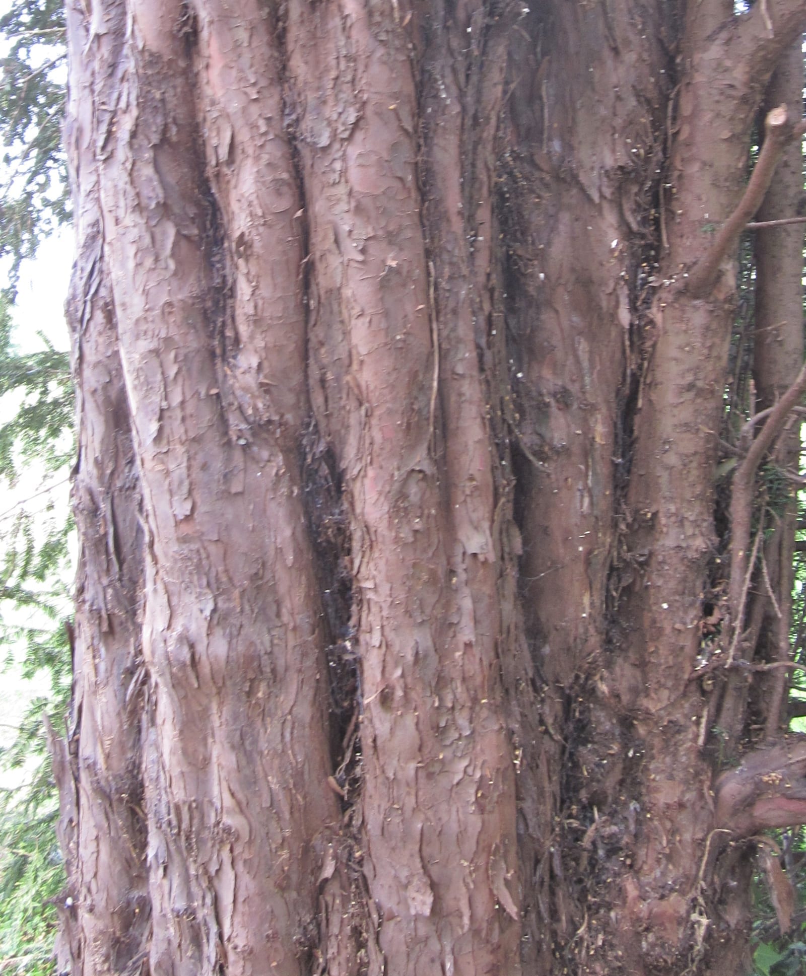 common yew treee bark