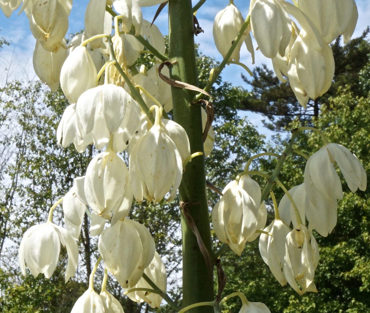 Asparagus Family Asparagus Family