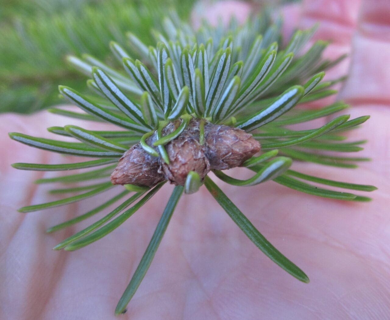 European Silver Fir Tree Guide UK European Silver Fir identification