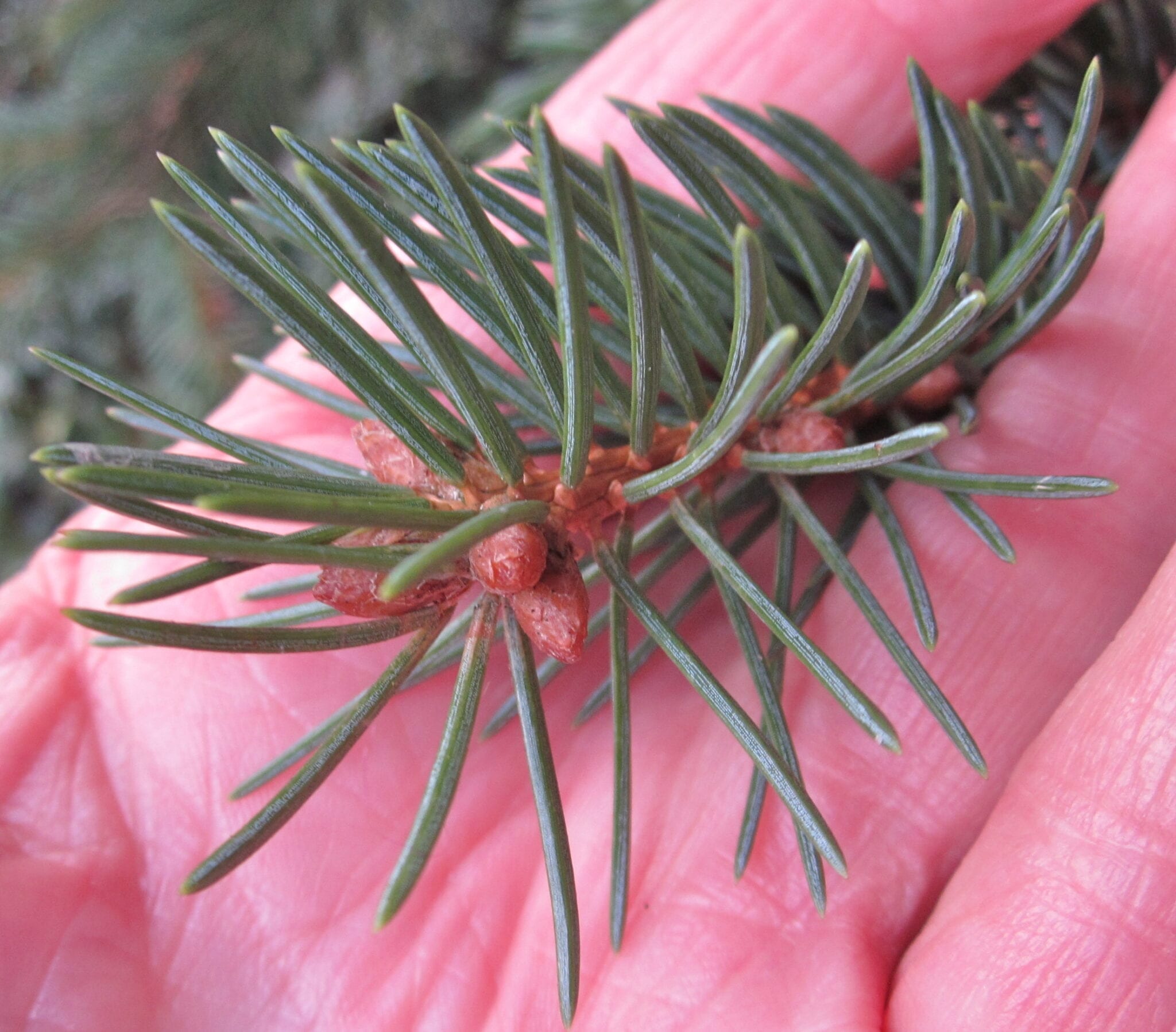 Norway Spruce needles