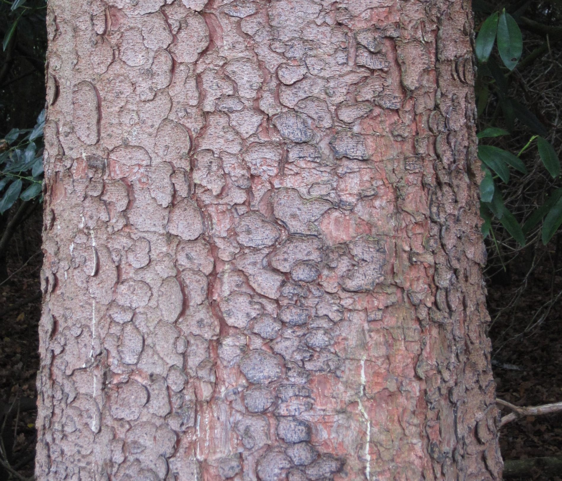 Norway Spruce bark