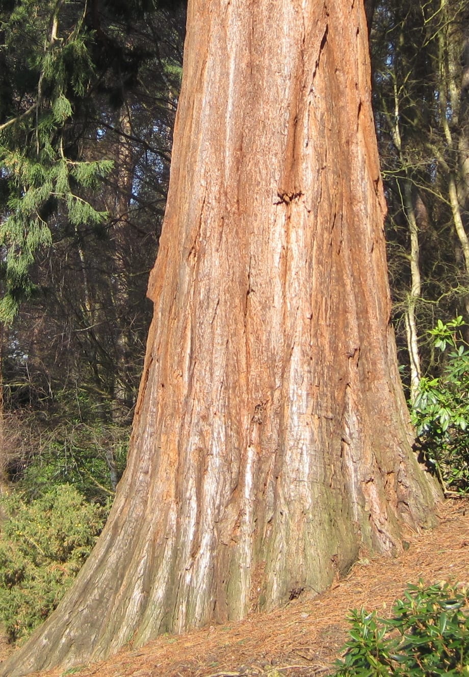Giant Sequoia bark