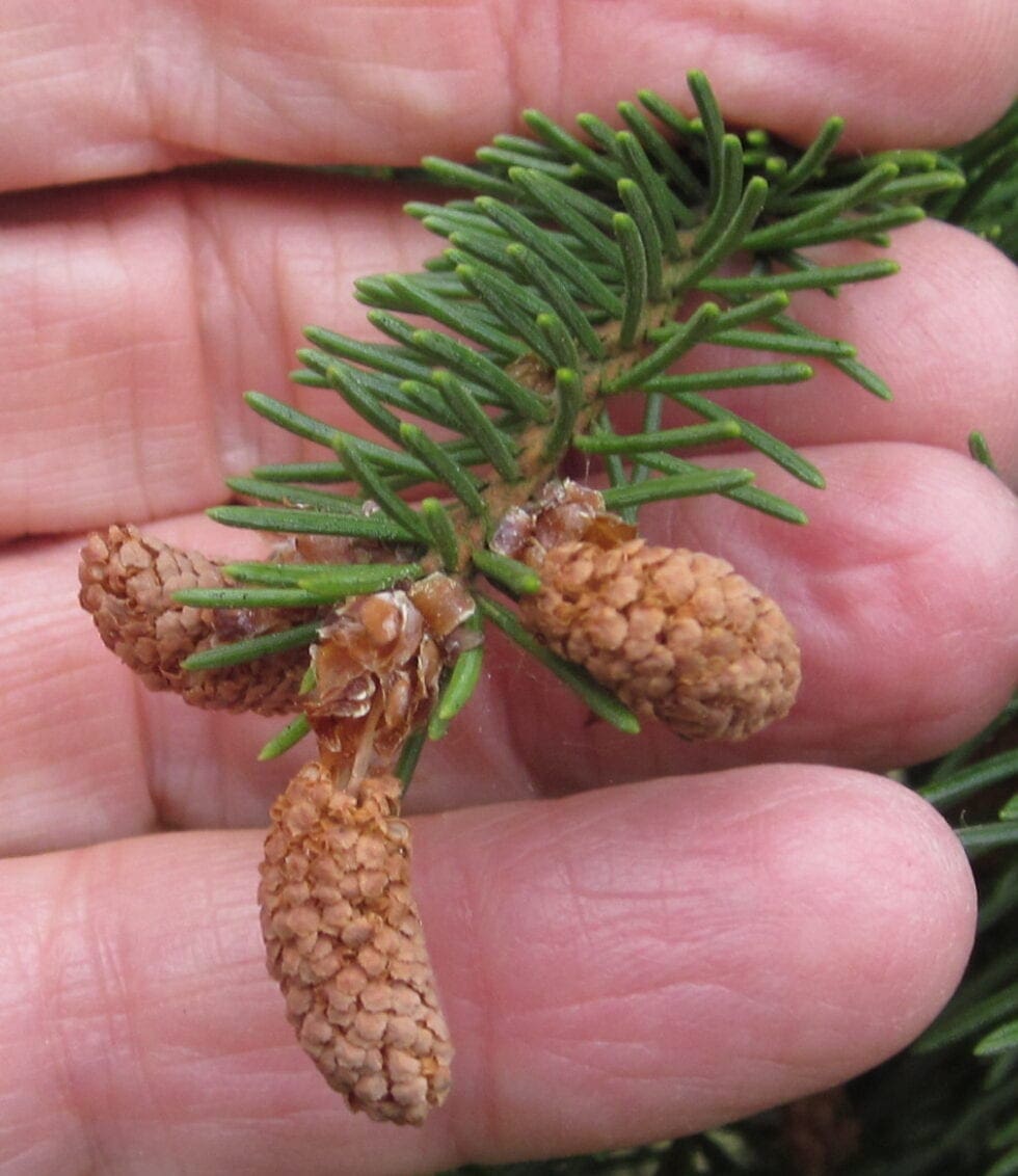 Norway Spruce Tree Guide UK Norway Spruce tree identification