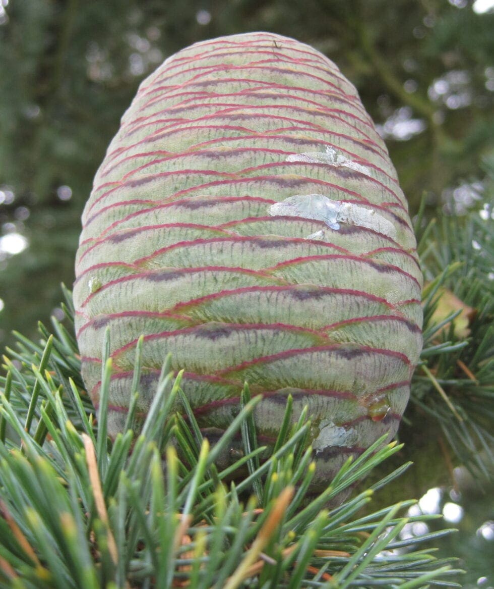 Conifer Life Cycle Tree Guide UK conifer cones and life cycle
