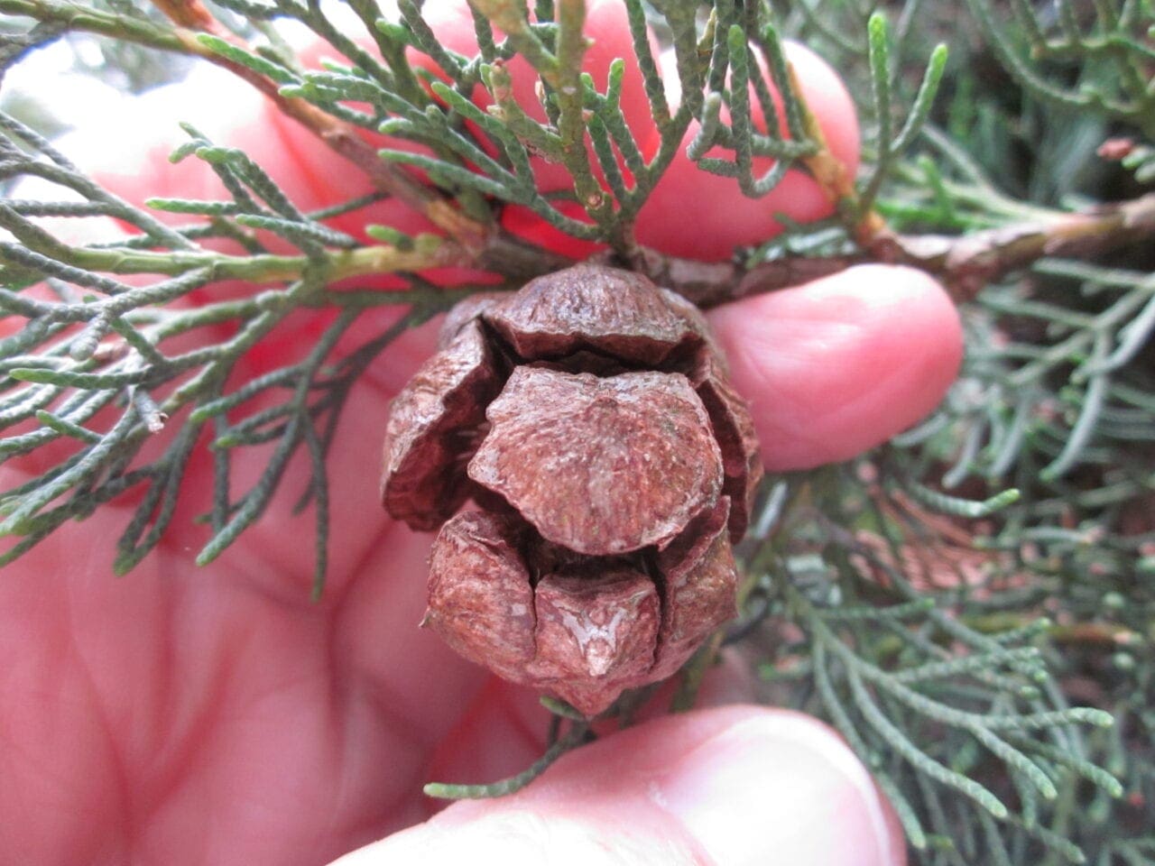 Italian Cypress - Tree Guide UK - Italian Cypress tree identification