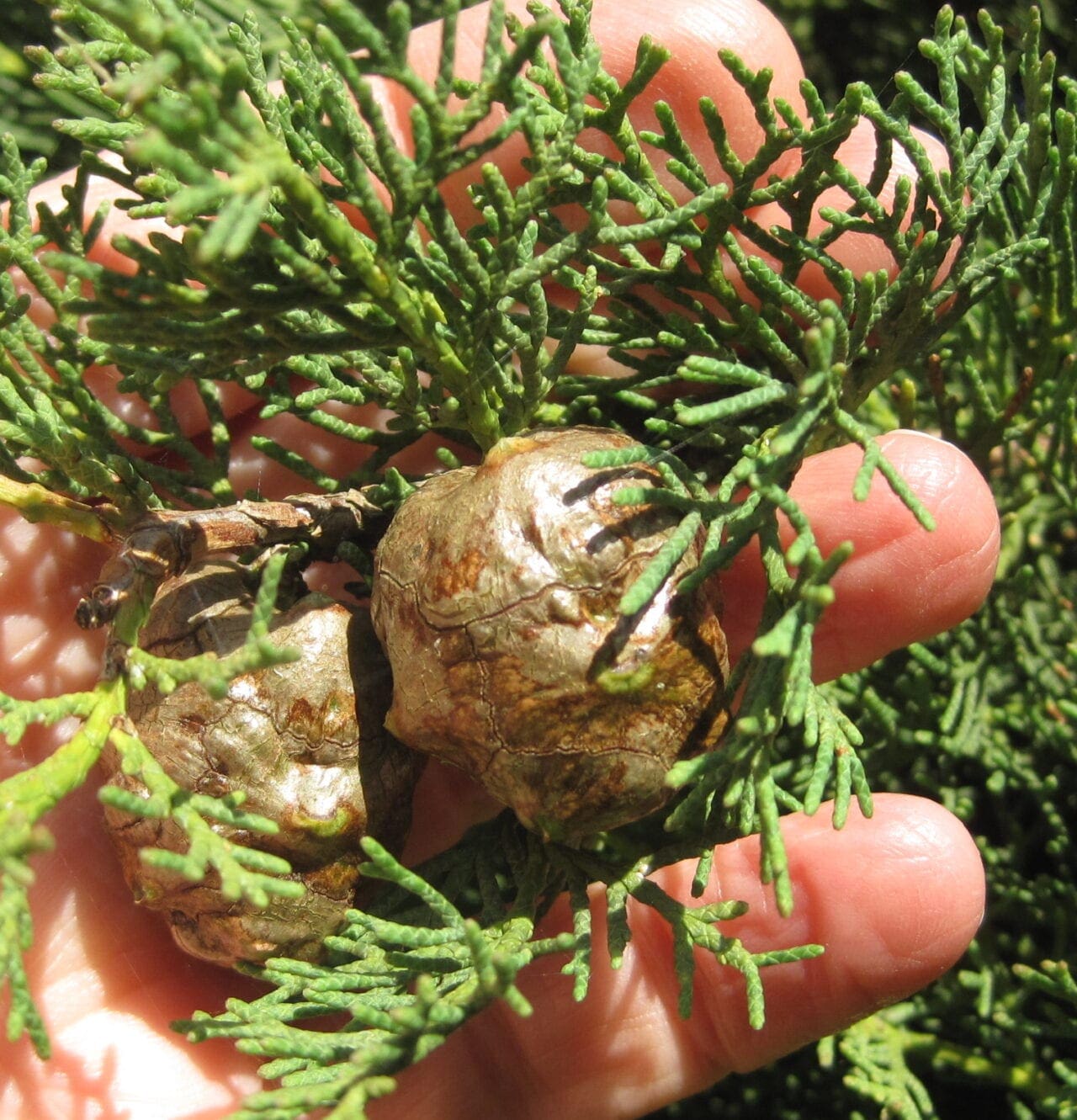 Italian Cypress Tree Guide UK Italian Cypress tree identification