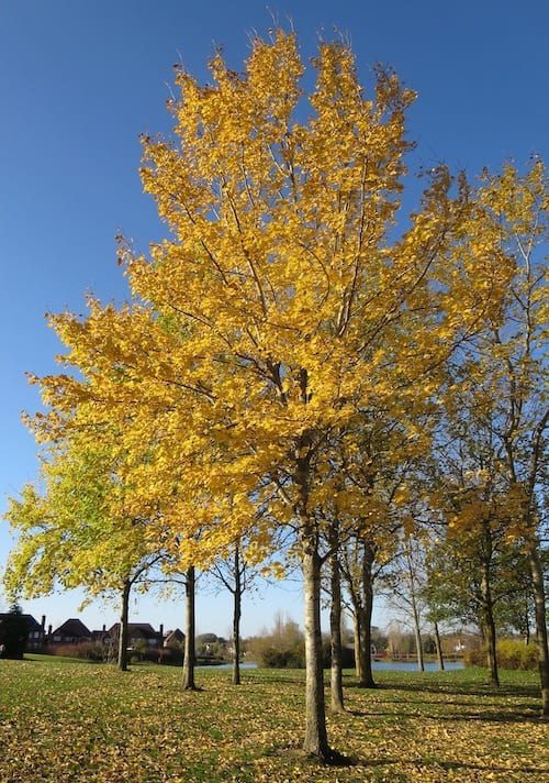 aspen trees in autumn