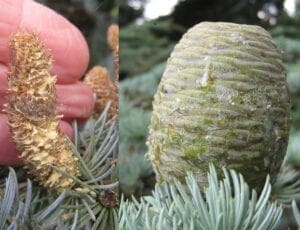 cones - Tree Guide UK