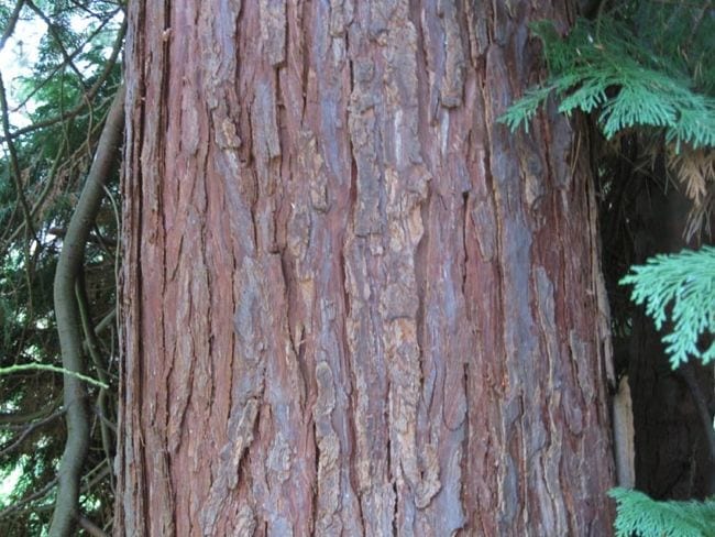 lawson cypress bark