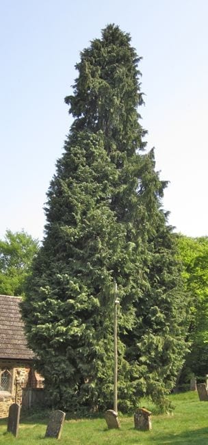lawson cypress  