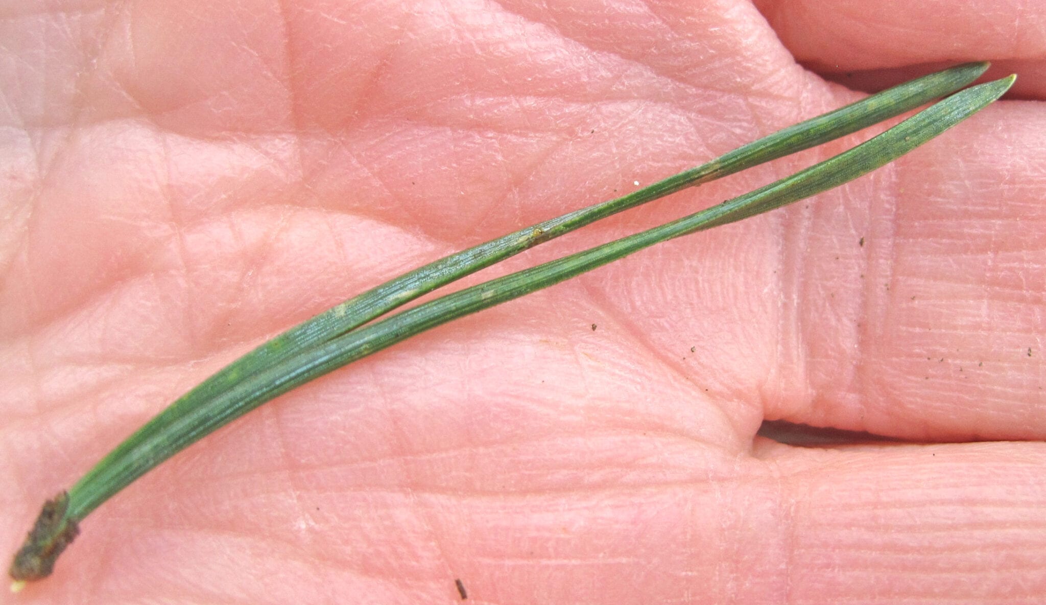 Scots pine needles