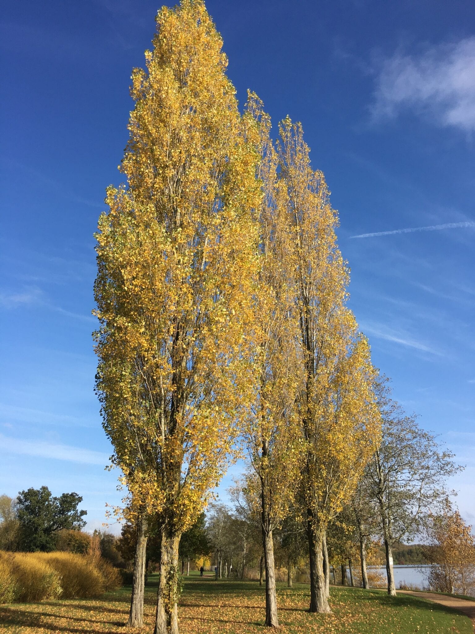 Lombardy poplars in autumn