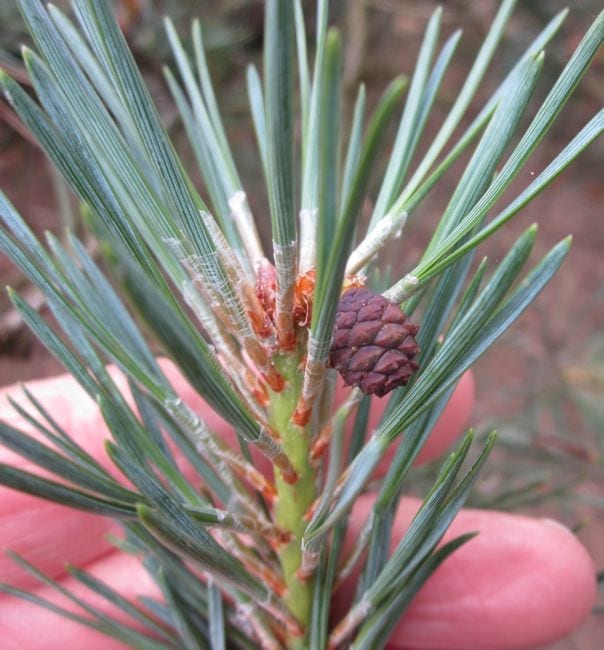 scots pine new cone