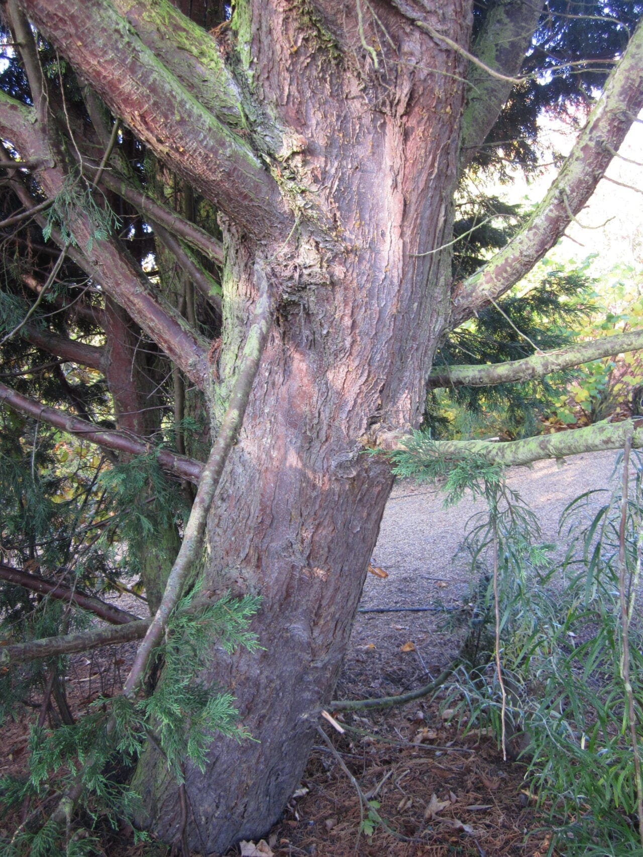 Leyland Cypress Tree Guide UK Leyland Cypress tree identification