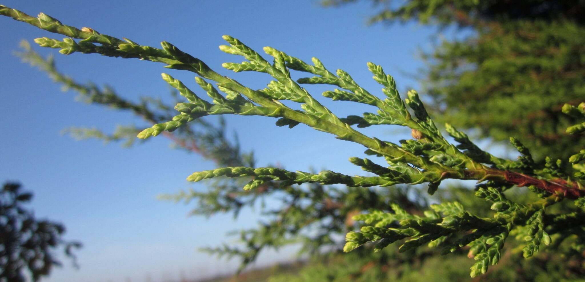 Leyland Cypress scale leaves
