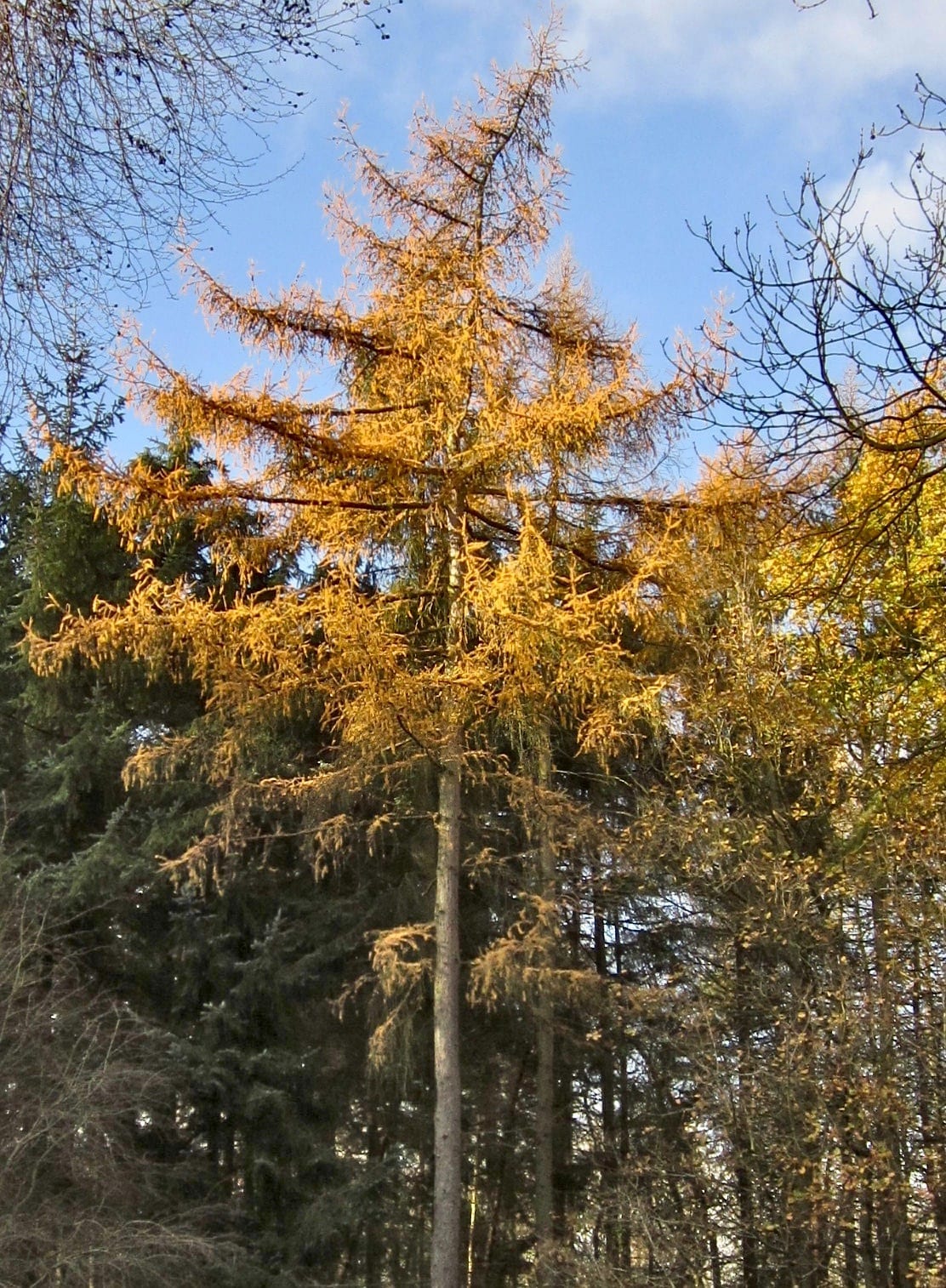 European larch tree in autumn