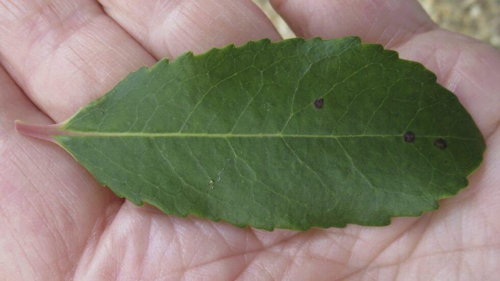 Leaf Oval Thin Tree Guide UK Leaves Oval Thin tree identification
