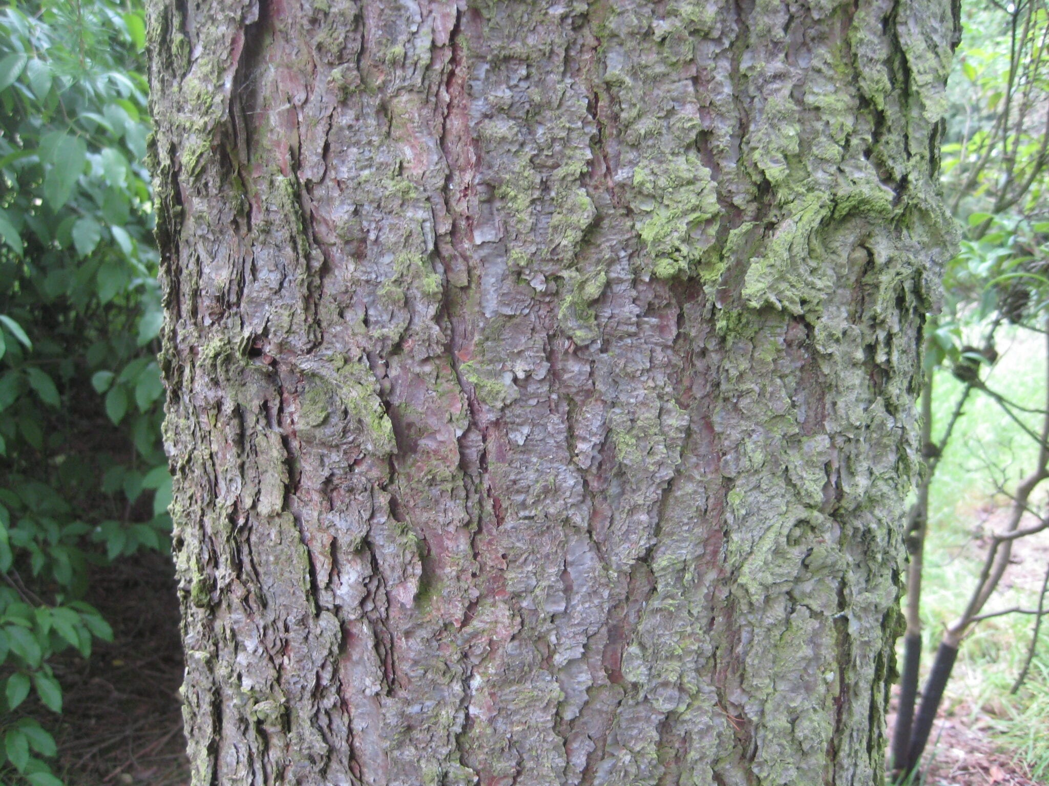 European larch bark