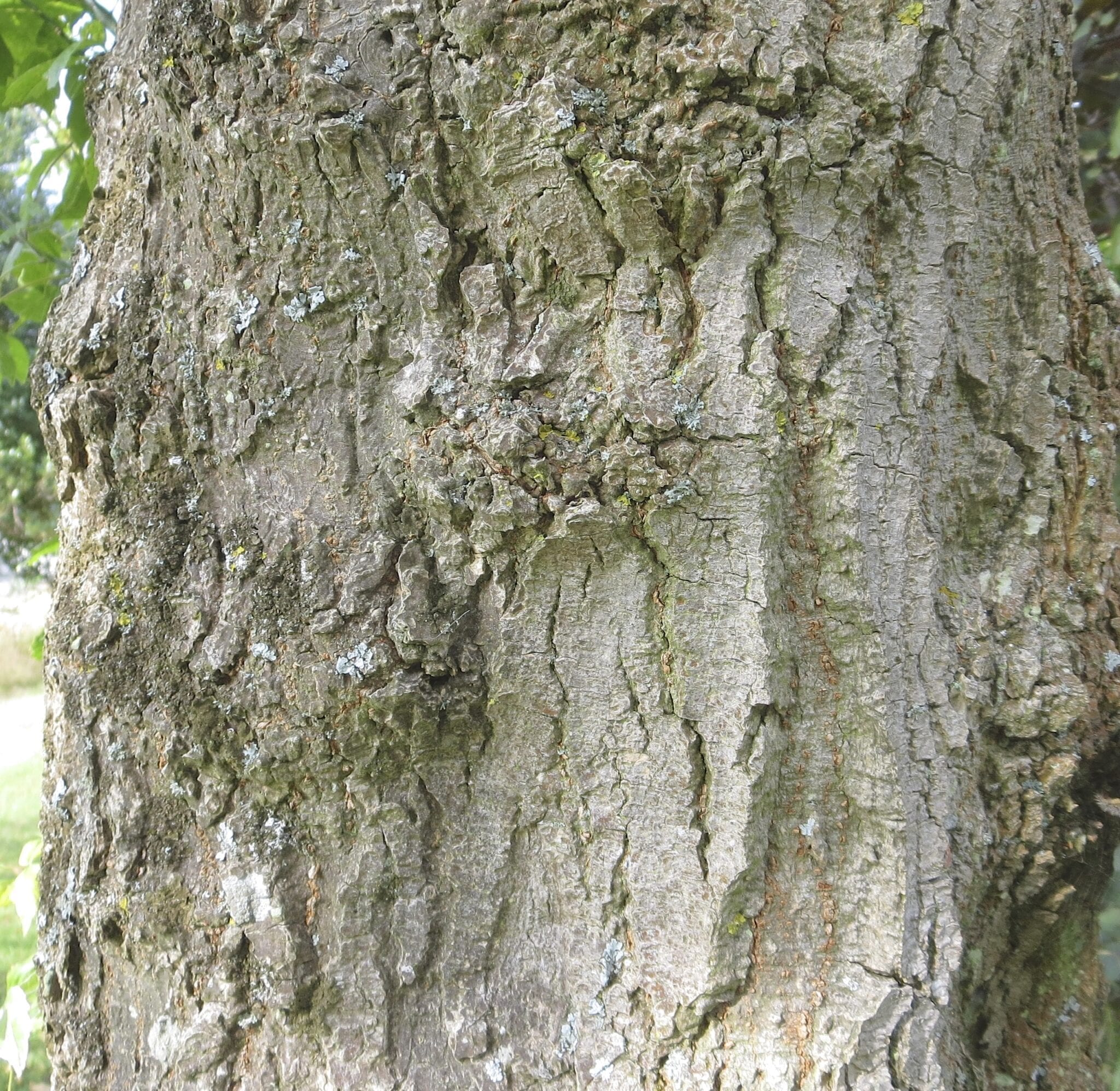 Box Elder bark