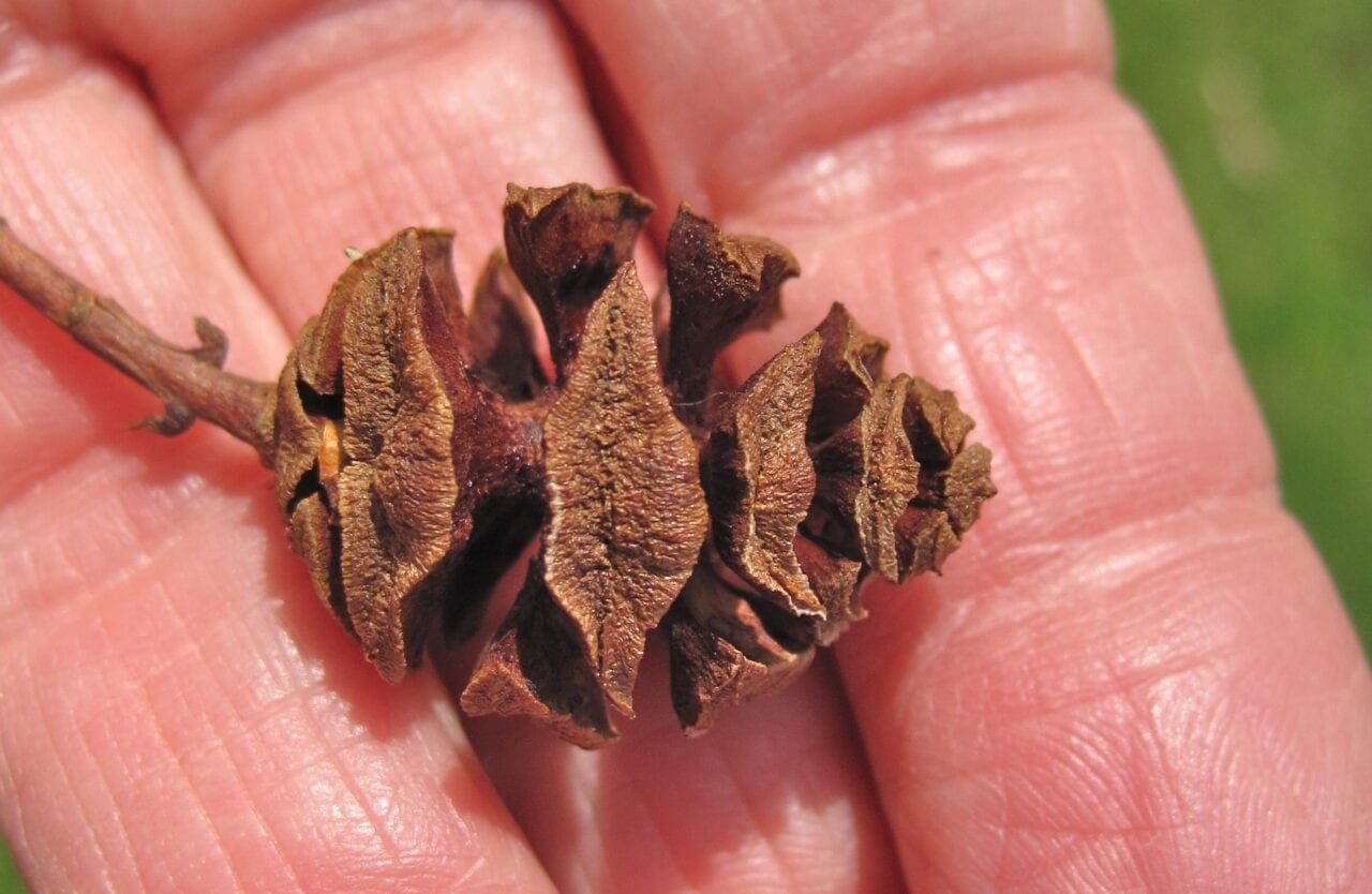 Conifer Cone Key Tree Guide UK conifer tree ID by cone