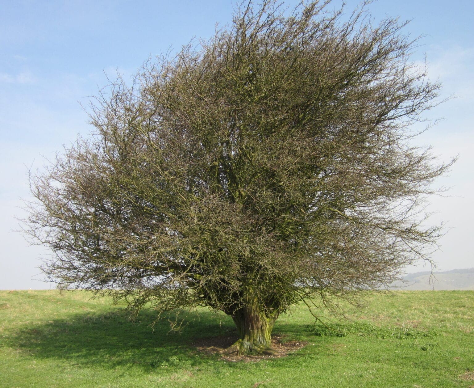 Snow Tree Shape Winter Tree Shape - Tree Guide UK - Tree identification by winter shape