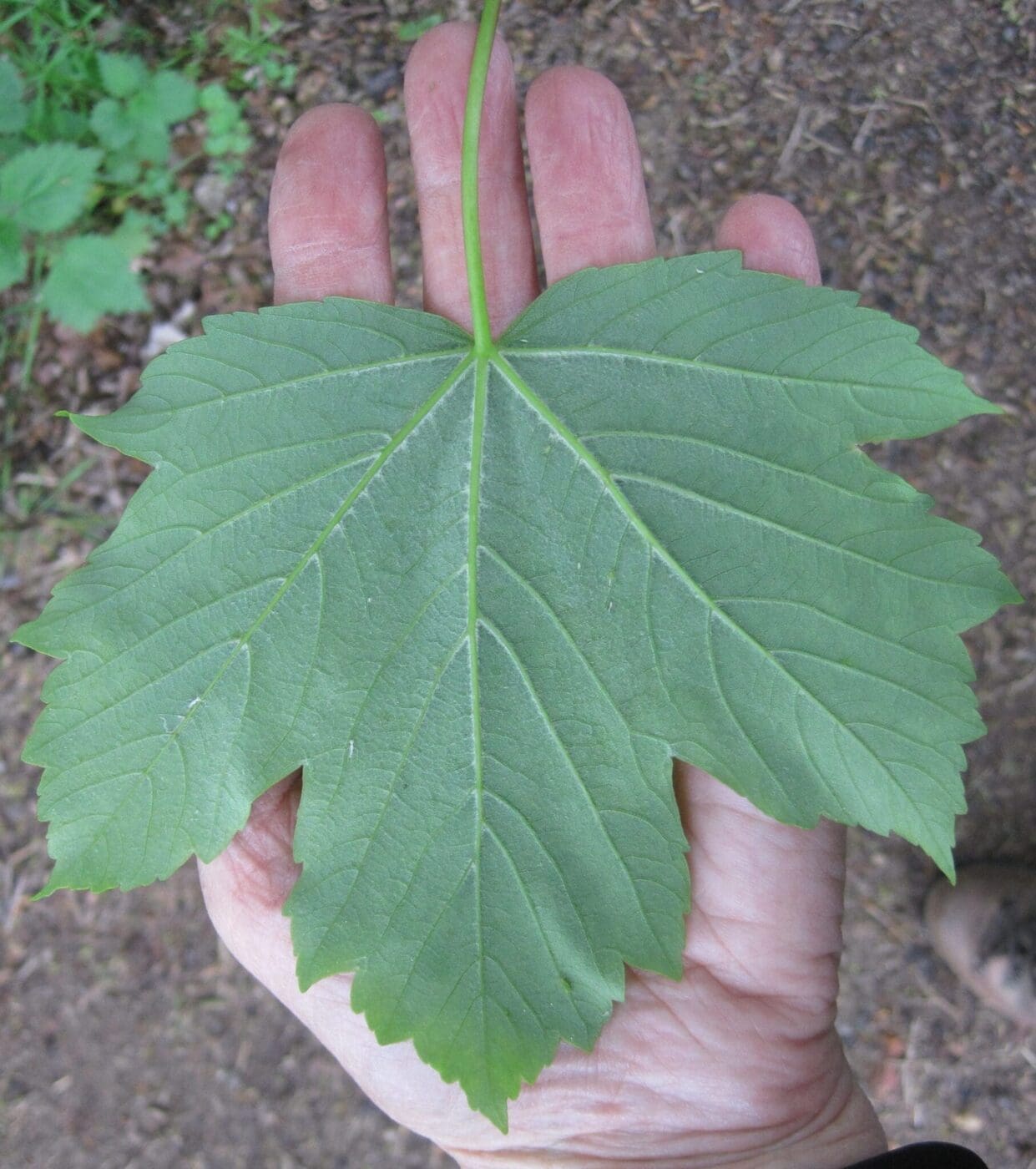 American Sycamore Tree Leaf Identification ZZGH American Sycamore Tree Leaf Identification ZZGH