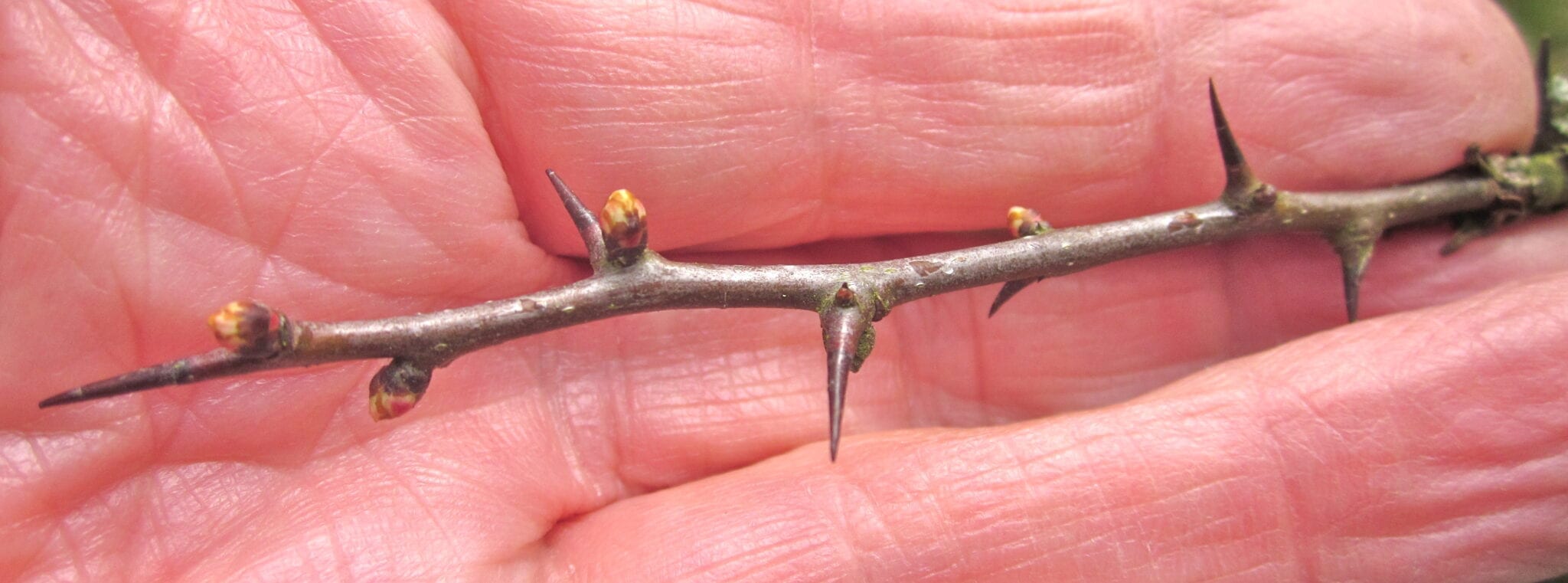 Hawthorn thorns in winter