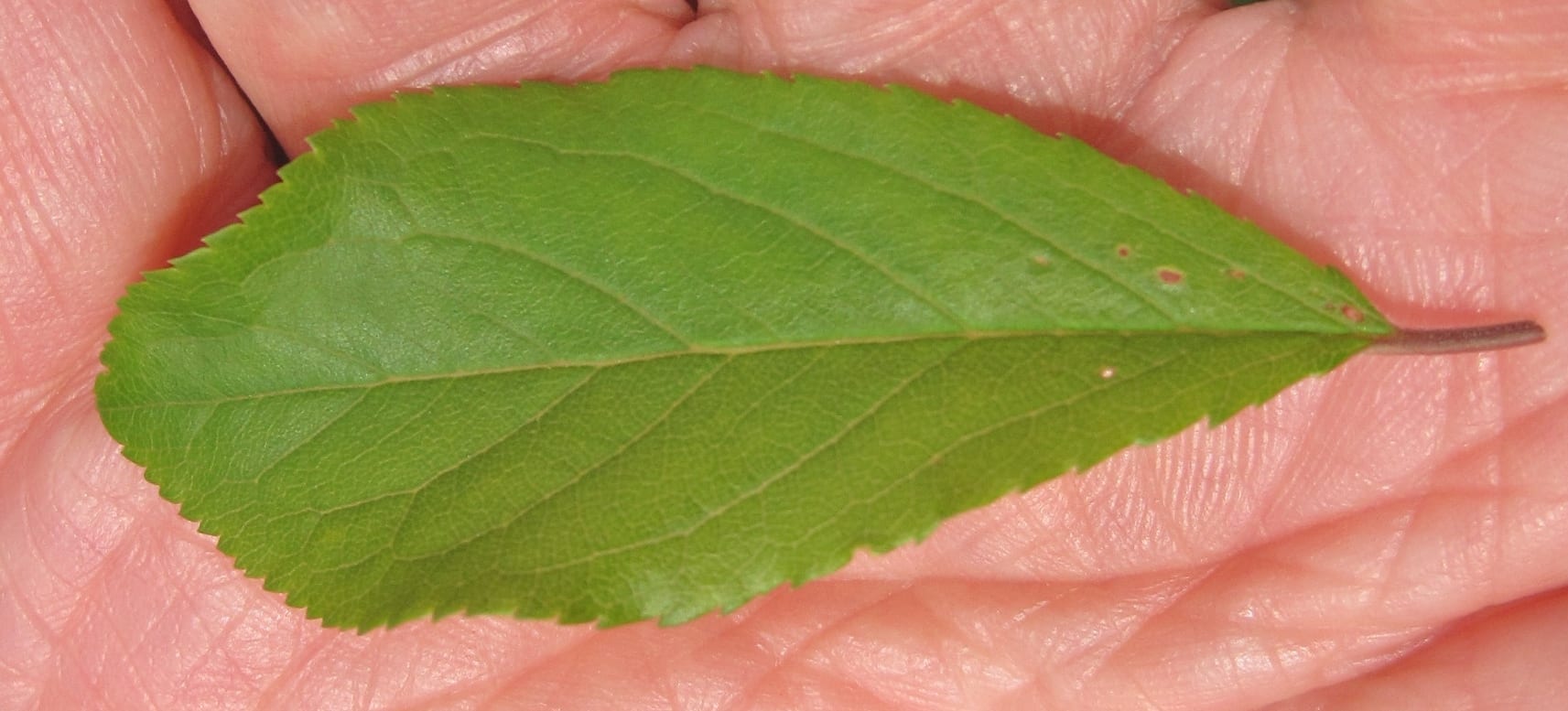blackthorn leaf