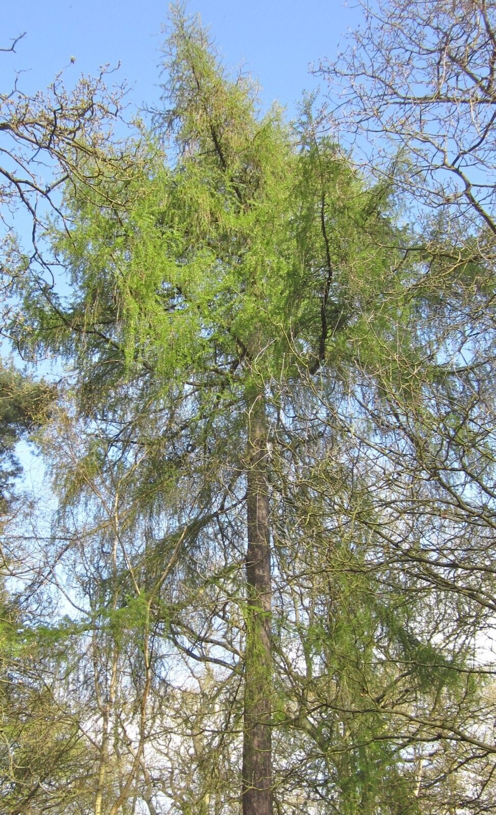 European larch tree
