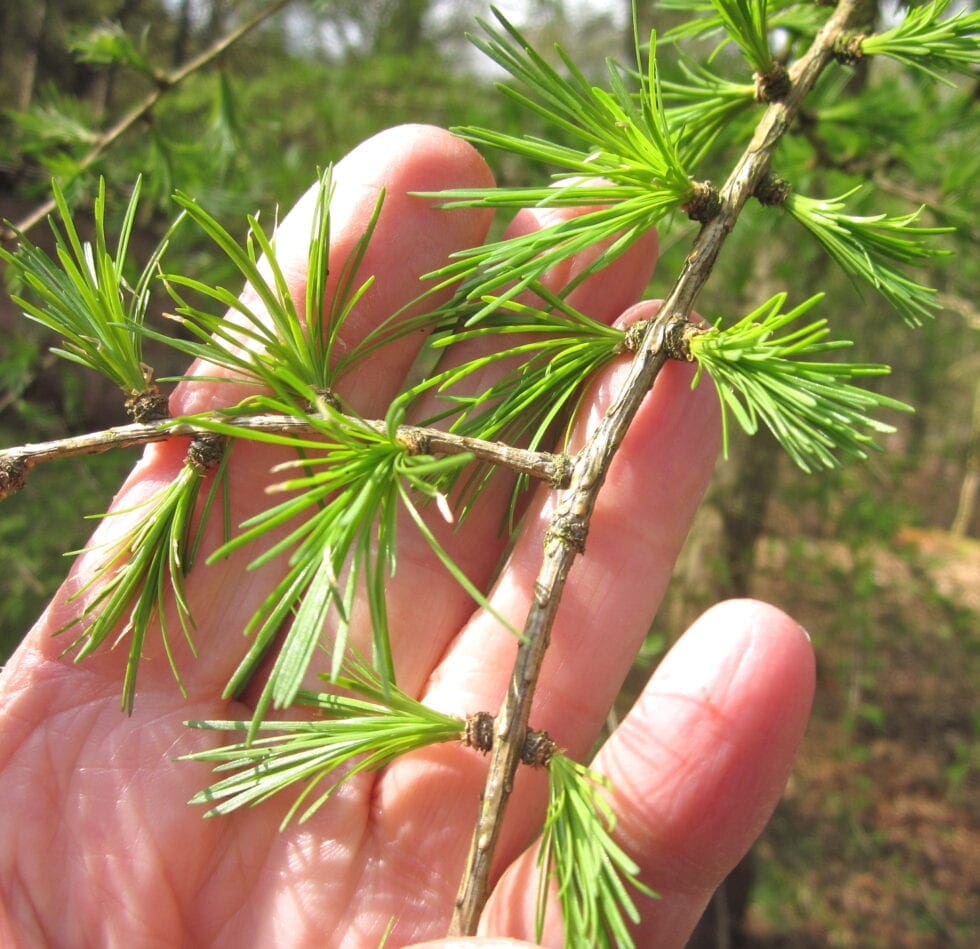 How many needles does a larch tree have, Larch Tree Facts and Care Guide