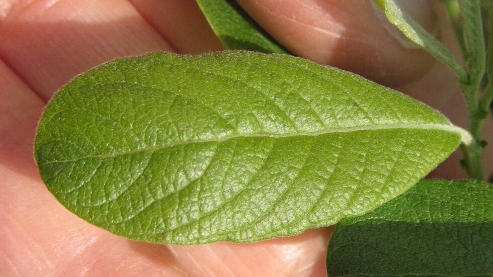 Leaf Oval Thin Tree Guide UK Leaves Oval Thin tree identification