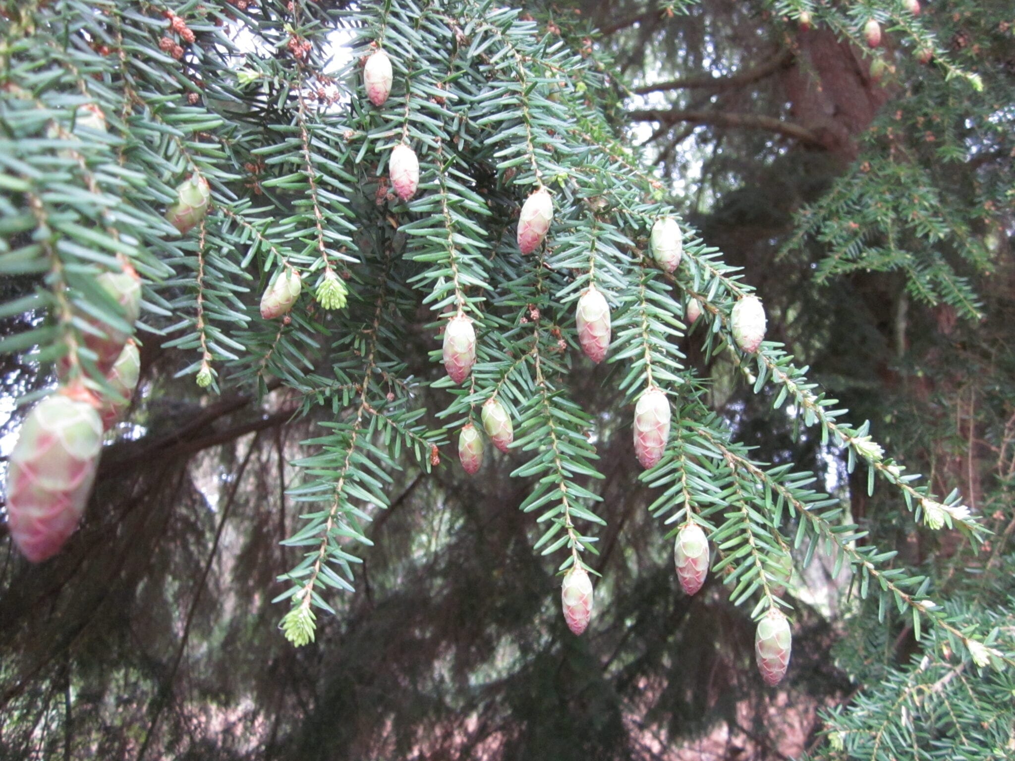 Western Hemlock cones