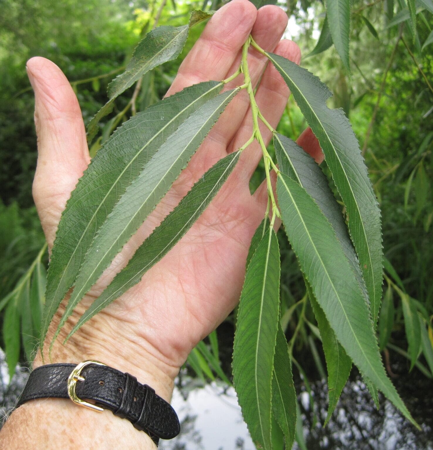 Crack Willow leaves