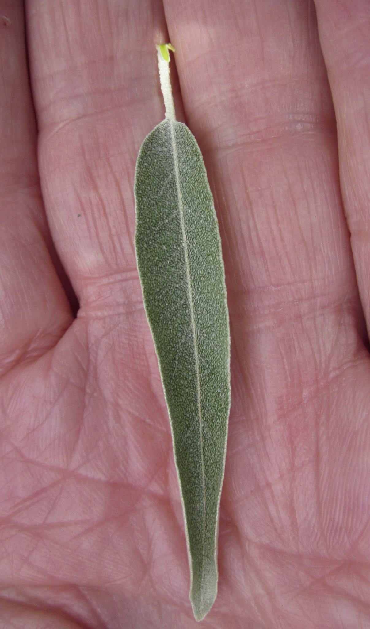 Oleaster leaves