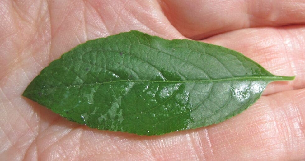 Leaf Oval Thin Tree Guide UK Leaves Oval Thin tree identification