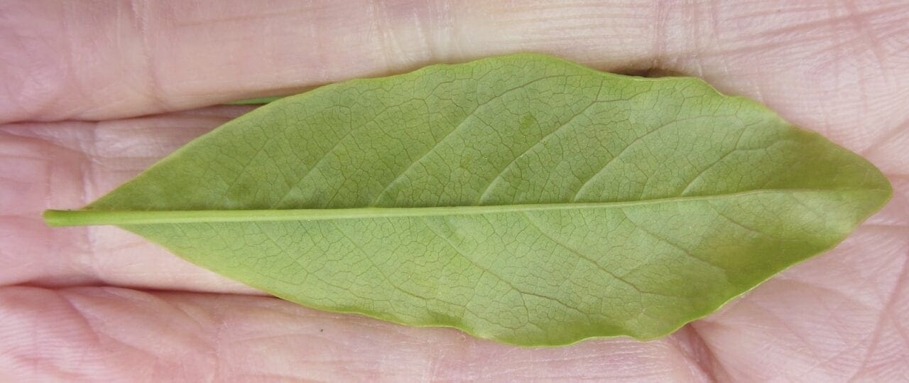 Leaf Oval Thin Tree Guide UK Tree ID by oval thin leaf