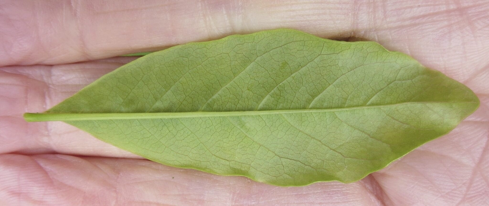 Leaf Oval Thin Tree Guide UK Tree ID by oval thin leaf