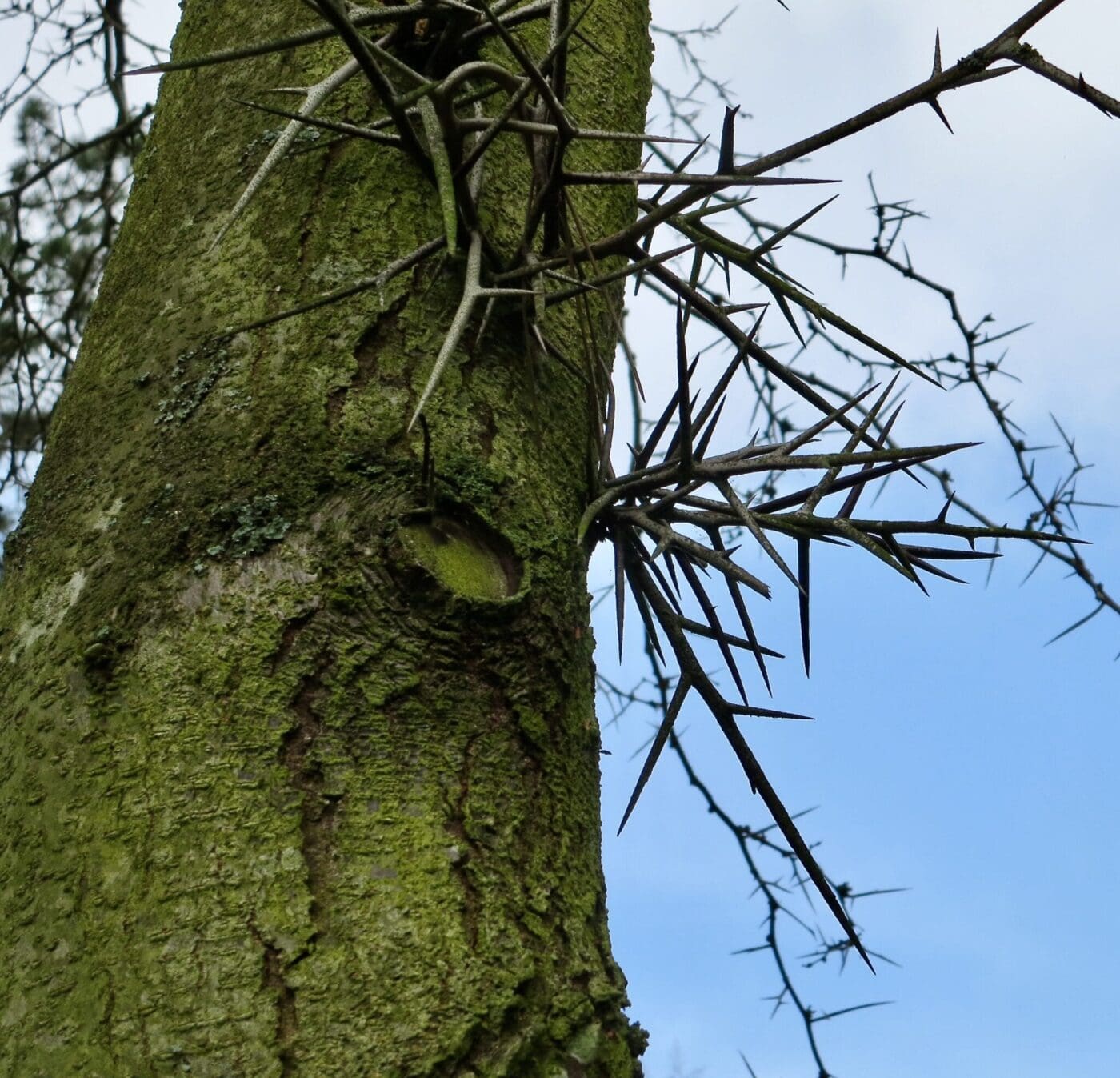 Thorns Tree Guide UK Tree Identification By Thorns Thorns Tree Guide UK Tree Identification By Thorns