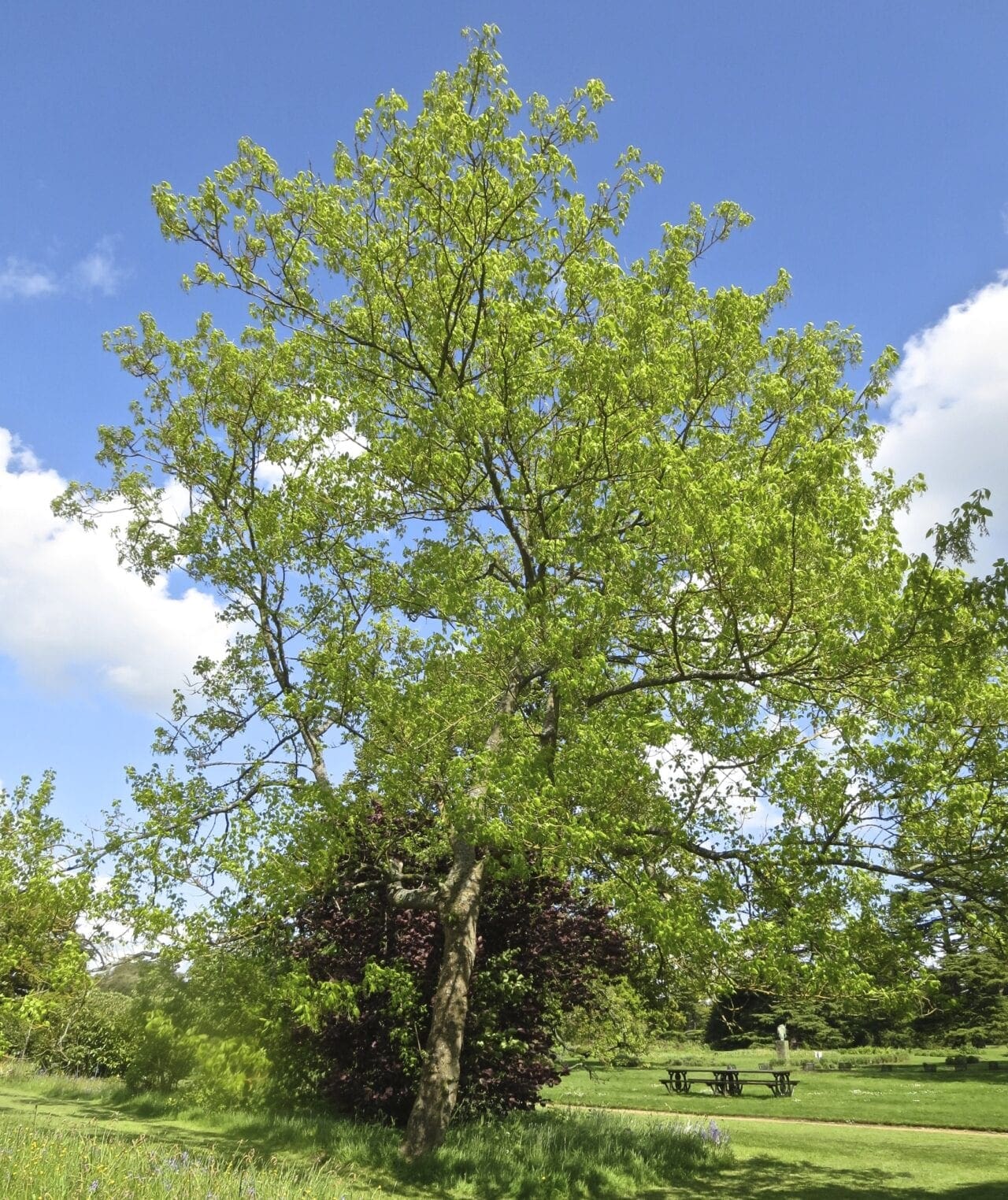 Box Elder Tree Guide UK Box Elder tree identification