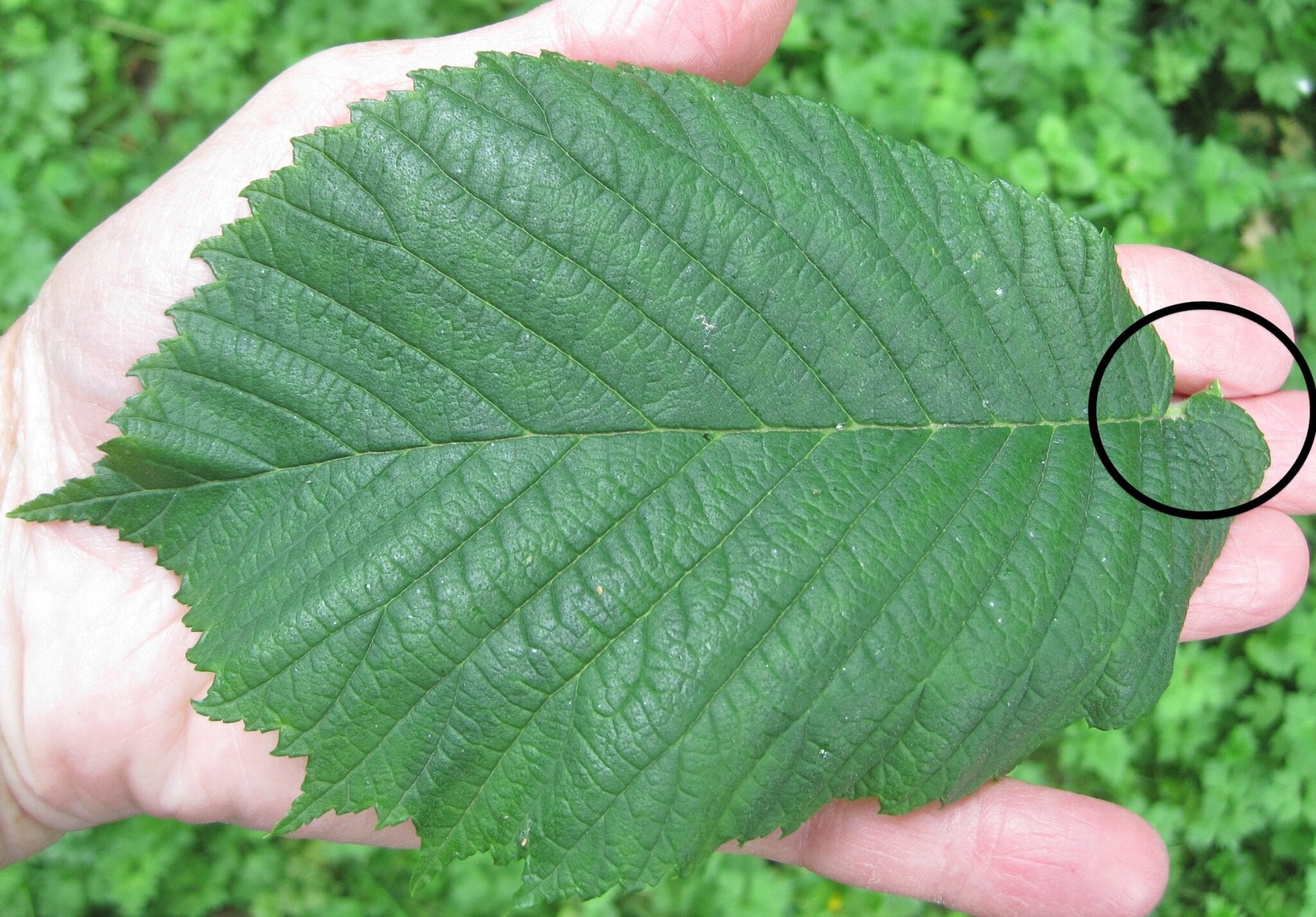 asymmetric leaf
