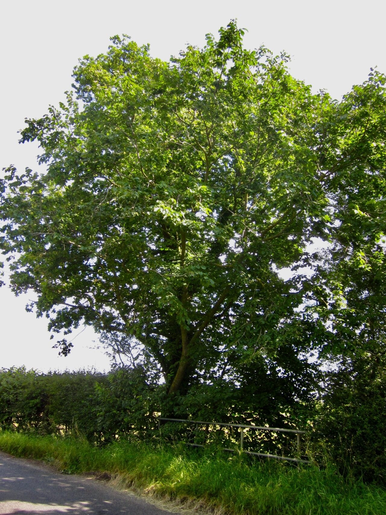Wych Elm Tree Guide UK Wych Elm tree identification
