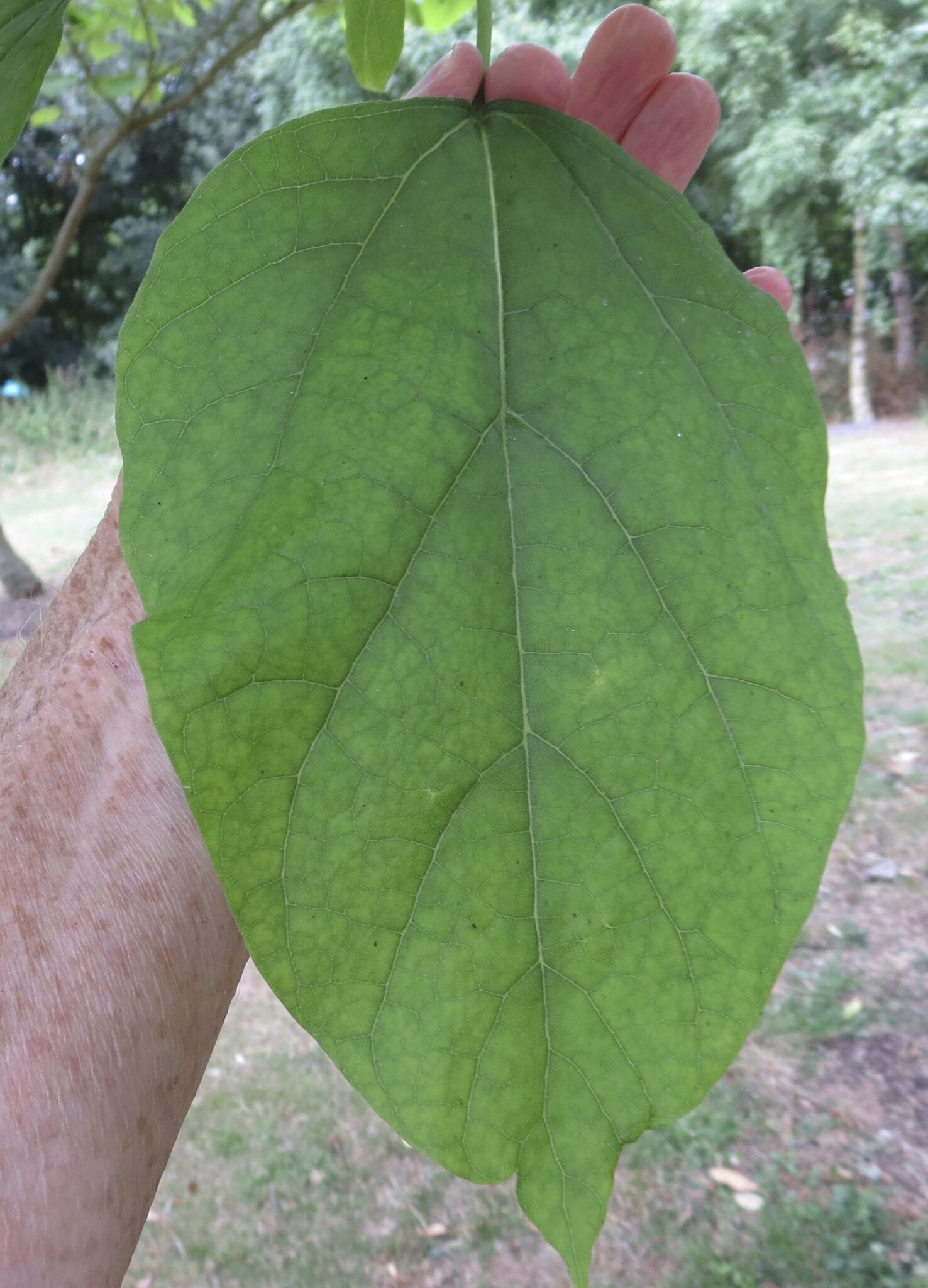 Catalpa (Indian Bean) tree leaf