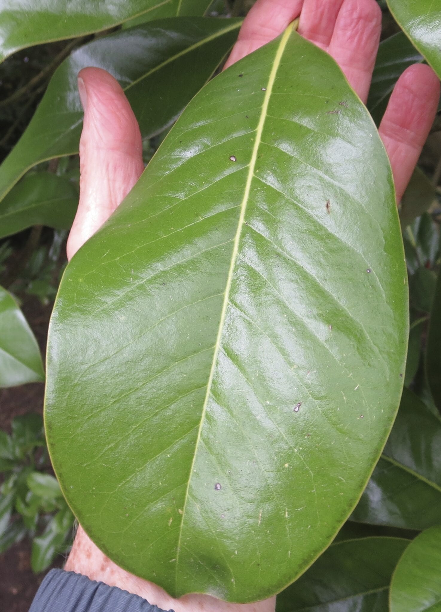 Magnolia Southern Evergreen leaf